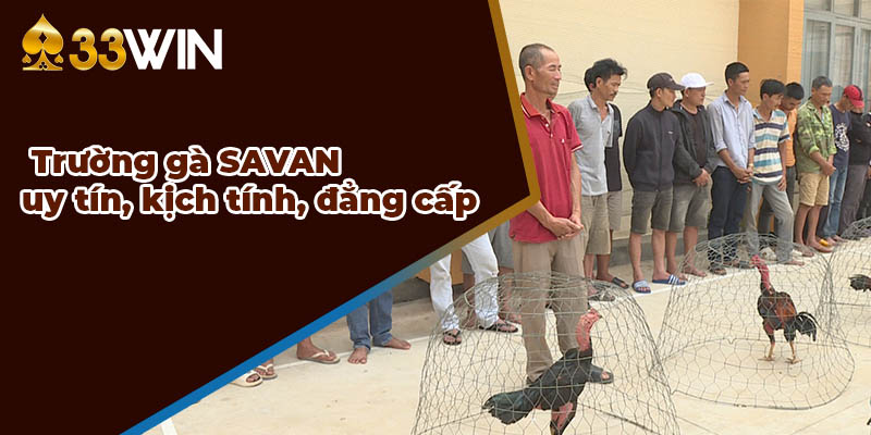 Trường gà SAVAN sân chơi đẳng cấp, an toàn